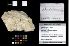 Foto (Objekt + Etikett) von Goniodromites sp.  (NHMW-GEO-1990-0041-2554)